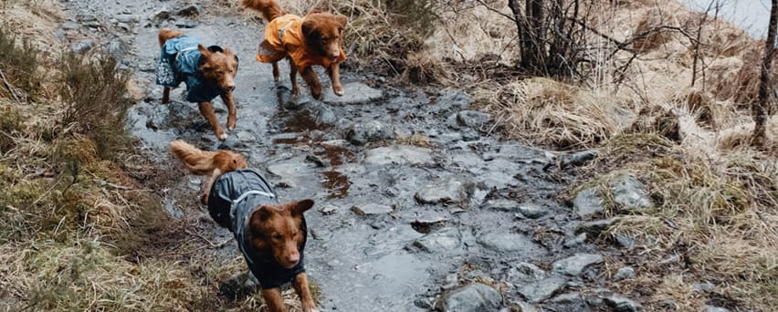 Vetement de best sale pluie pour chien